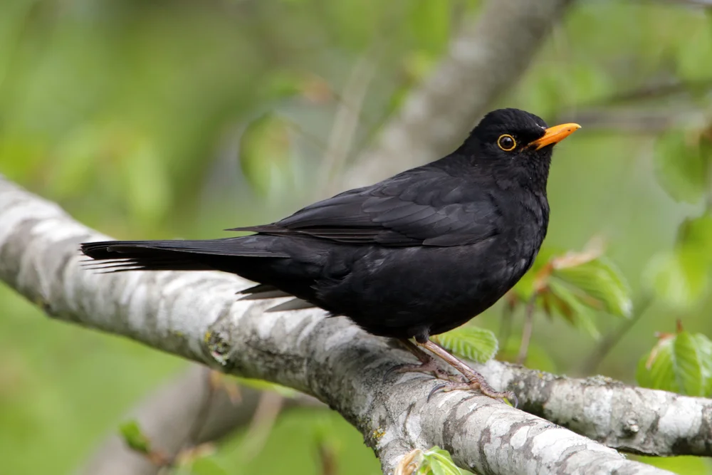 Schwarzbrustdrossel (Turdus nigrescens)