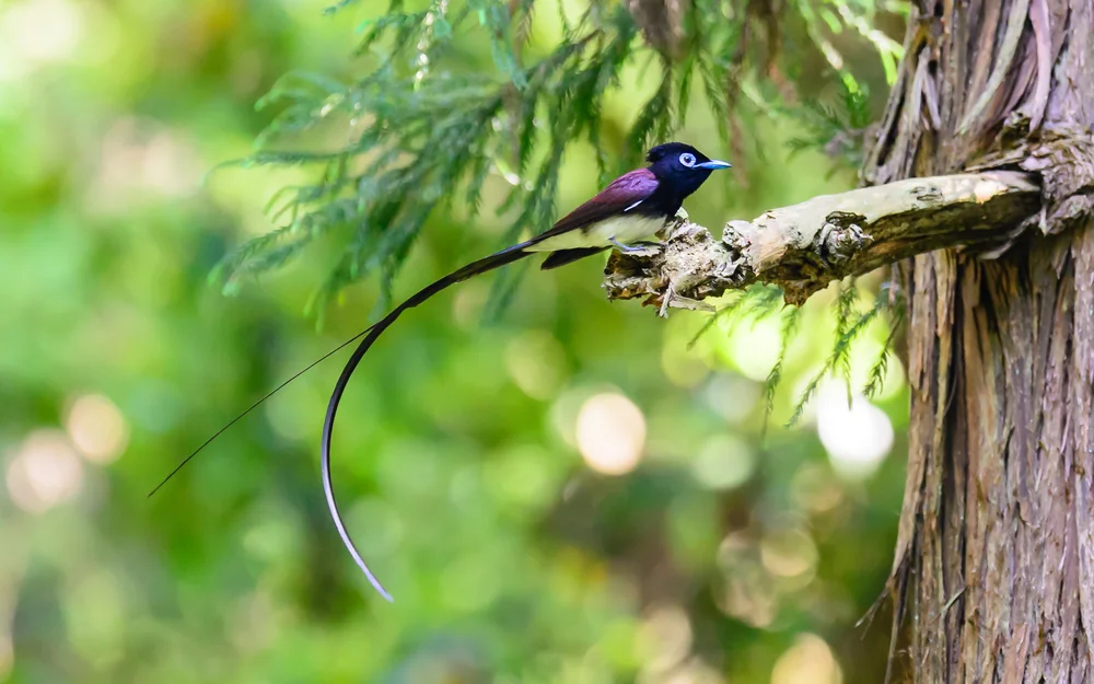 Schwarzbürzel-Paradiesmonarch (Terpsiphone atrocaudata)