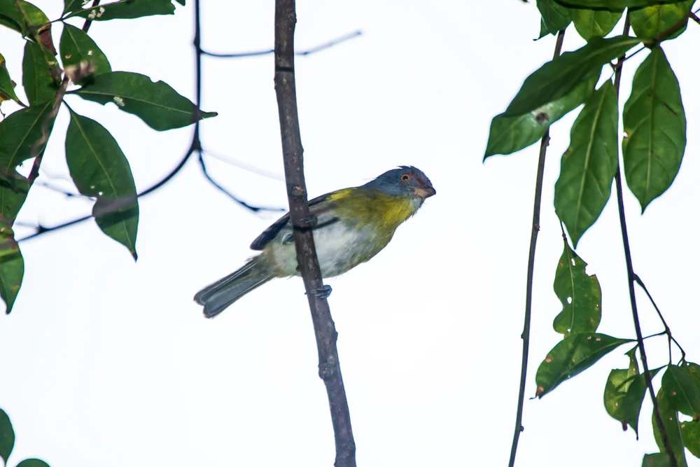 Schwarzchnabelschnäpper (Cyclarhis nigrirostris)