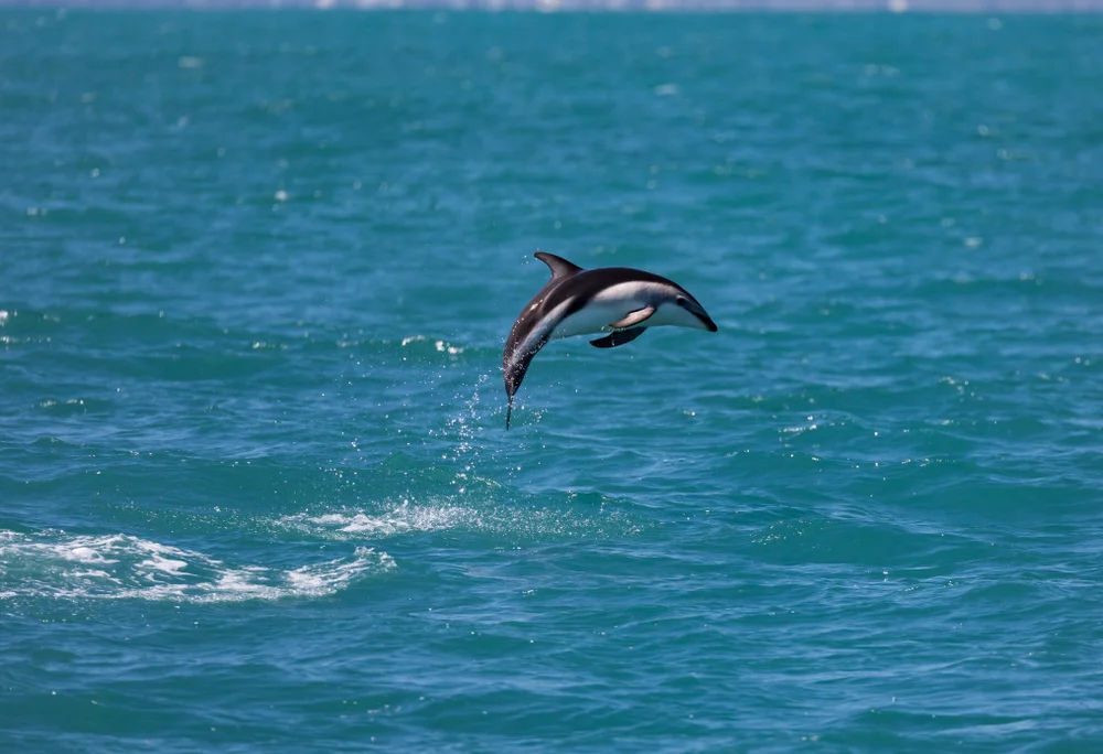 Dusky,Dolphin,(lagenorhynchus,Obscurus),Jumping,Out,Of,The,Water,Near