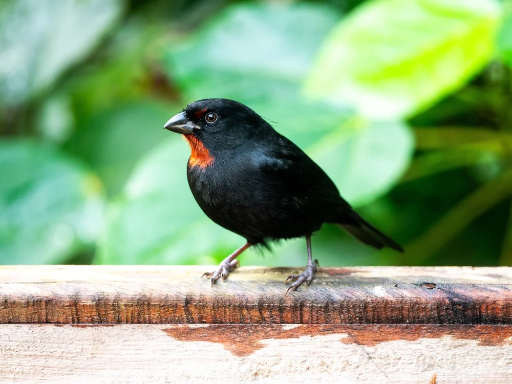Schwarzdrossel-Samtfink (Loxigilla noctis)