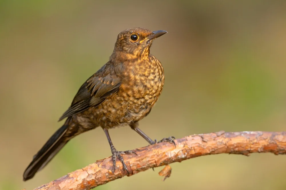 Schwarzdrossel (Turdus merula)