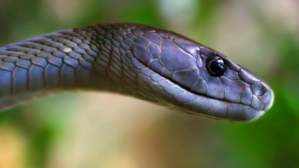 The,Black,Mamba,-,Dendroaspis,Polylepis.,Portrait,Of,A,World's