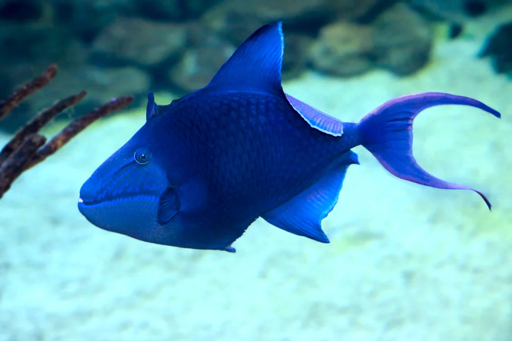 Schwarze Ruderente (Odonus niger)