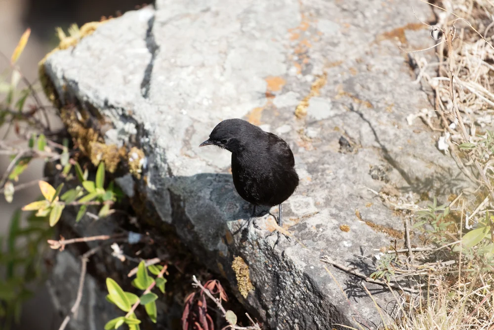 Schwarzer Ameisendrossling (Myrmecocichla melaena)