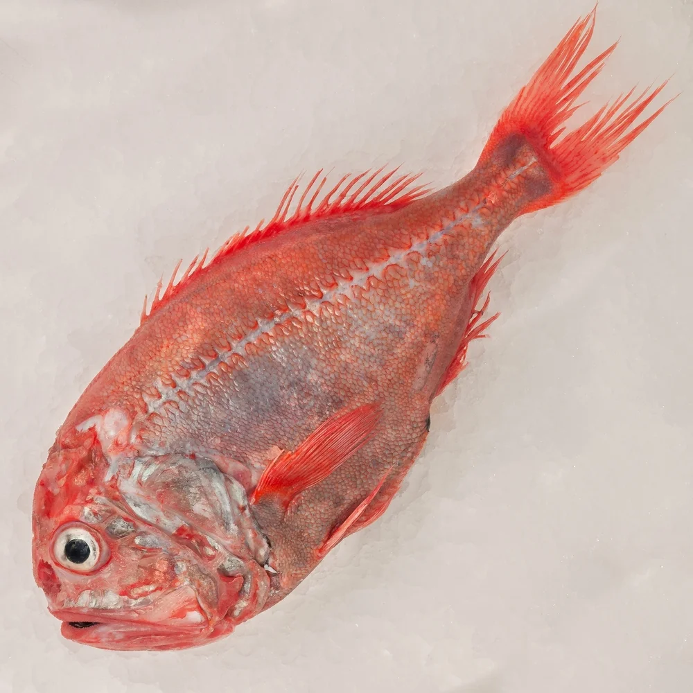 Schwarzer Degenfisch (Hoplostethus atlanticus)