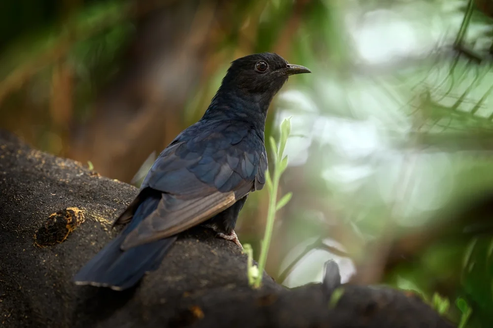 Schwarzer Kuckuck (Cuculus clamosus)