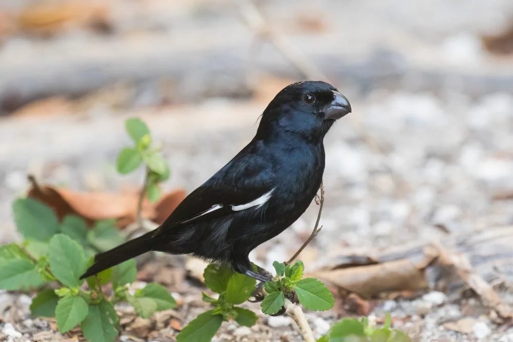 Schwarzer Lärmpitta (Melopyrrha nigra)