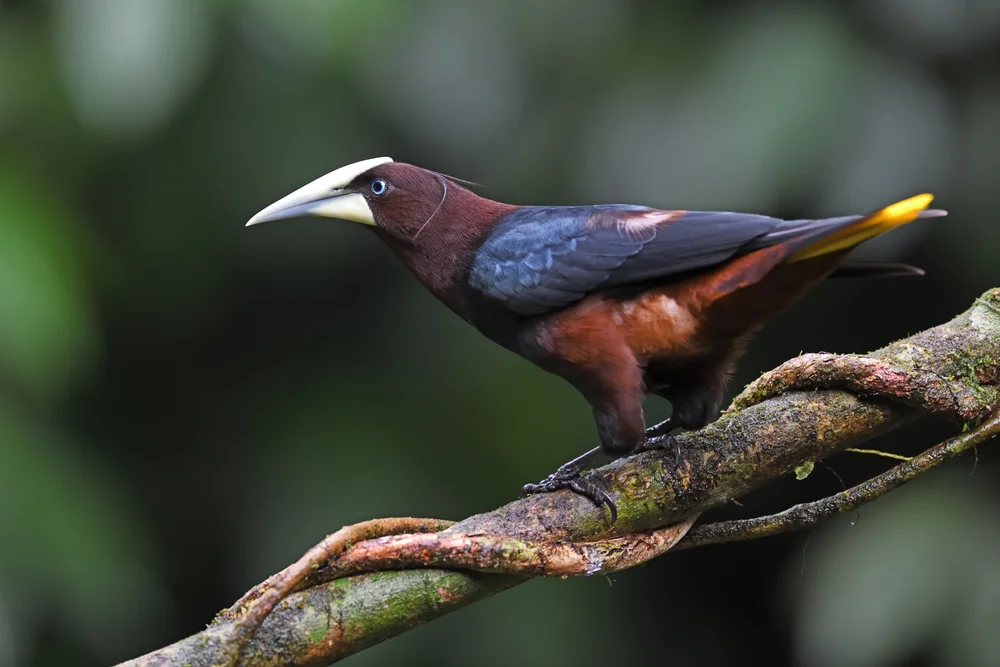 Schwarzer Oriol (Psarocolius wagleri)