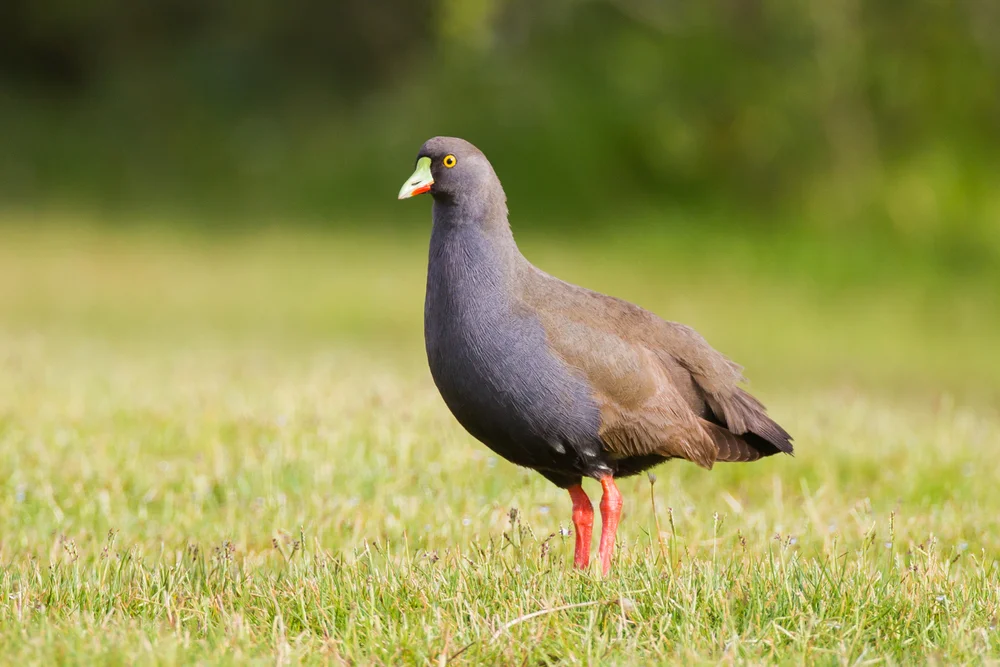 Schwarzer Schlammläufer (Tribonyx ventralis)