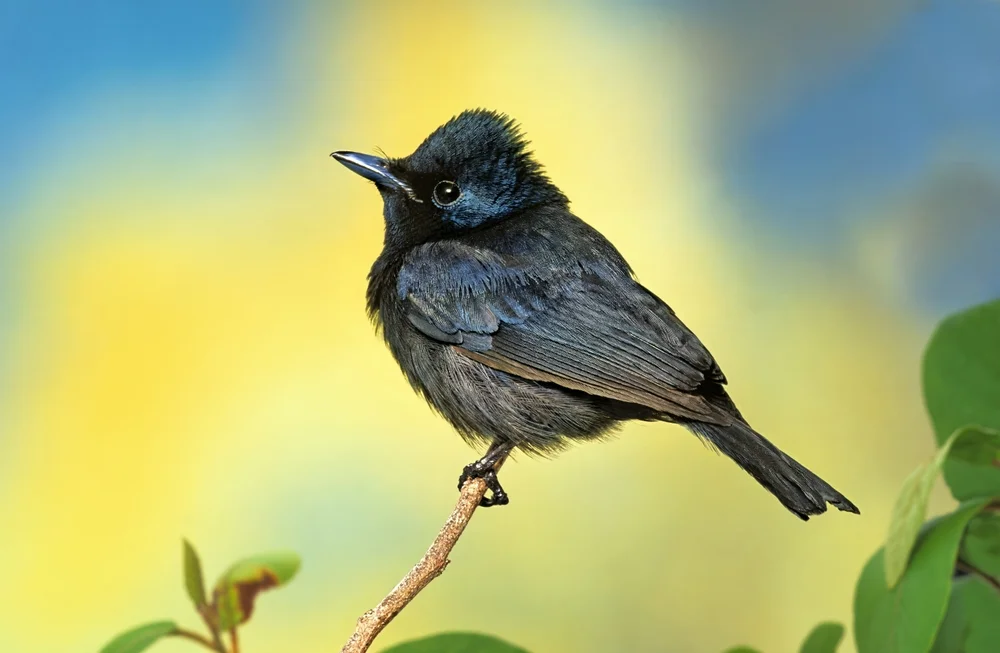 Schwarzer Schnäppertyrann (Myiagra atra)