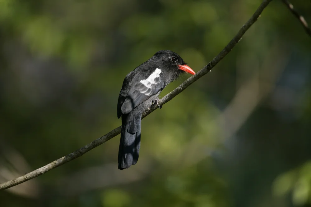 Schwarzer Schwalbenbannervogel (Monasa atra)