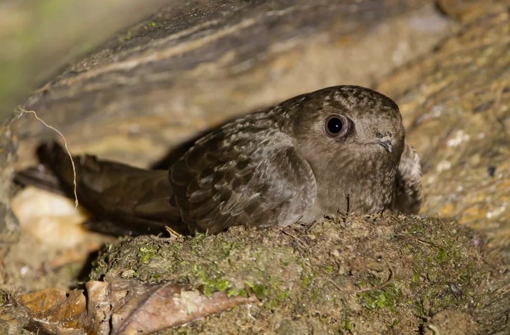 Schwarzer Segler (Cypseloides niger)