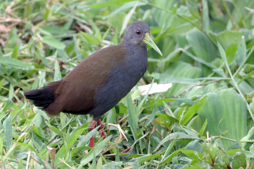 Schwarzer Sumpfhühnchen (Pardirallus nigricans)