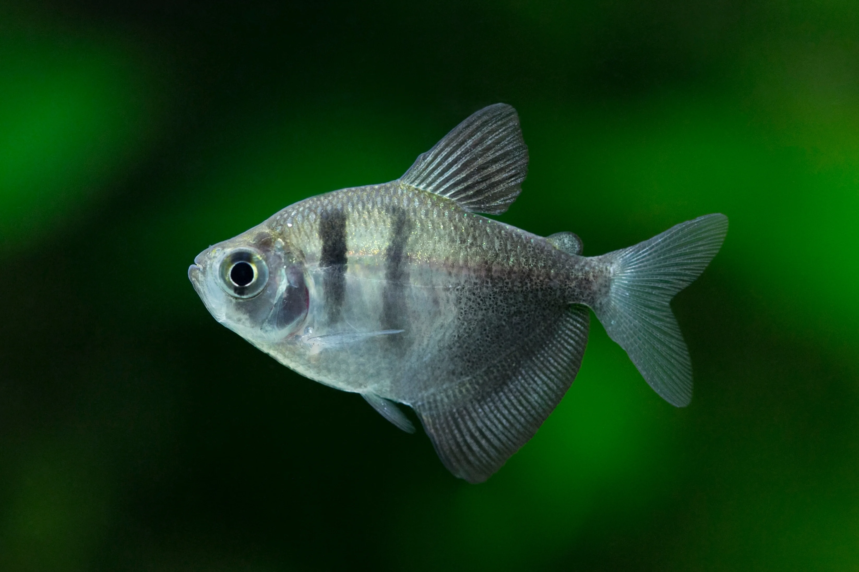 Schwarzer Tetra (Gymnocorymbus ternetzi)