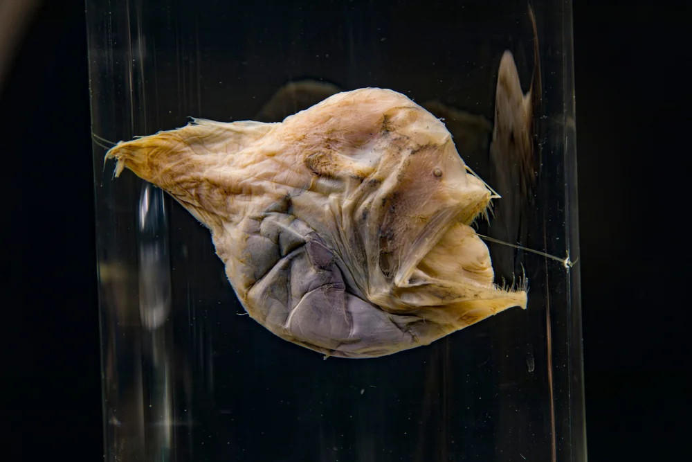 Schwarzer Tiefseefisch (Melanocetus)