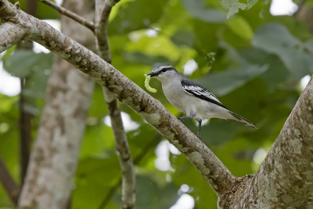 Schwarzer Trugdrosselschwanz (Lalage nigra)