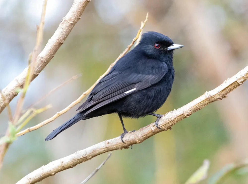 Schwarzer Tyrann (Knipolegus aterrimus)