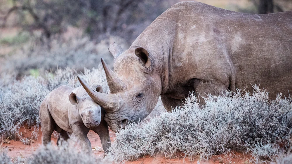 A,Loving,Moment,Between,A,Black,Rhino,And,Her,Baby