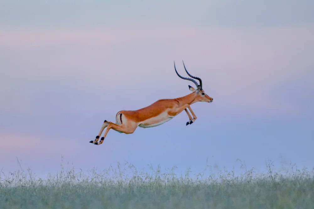 Jumping,Impala,In,Africa