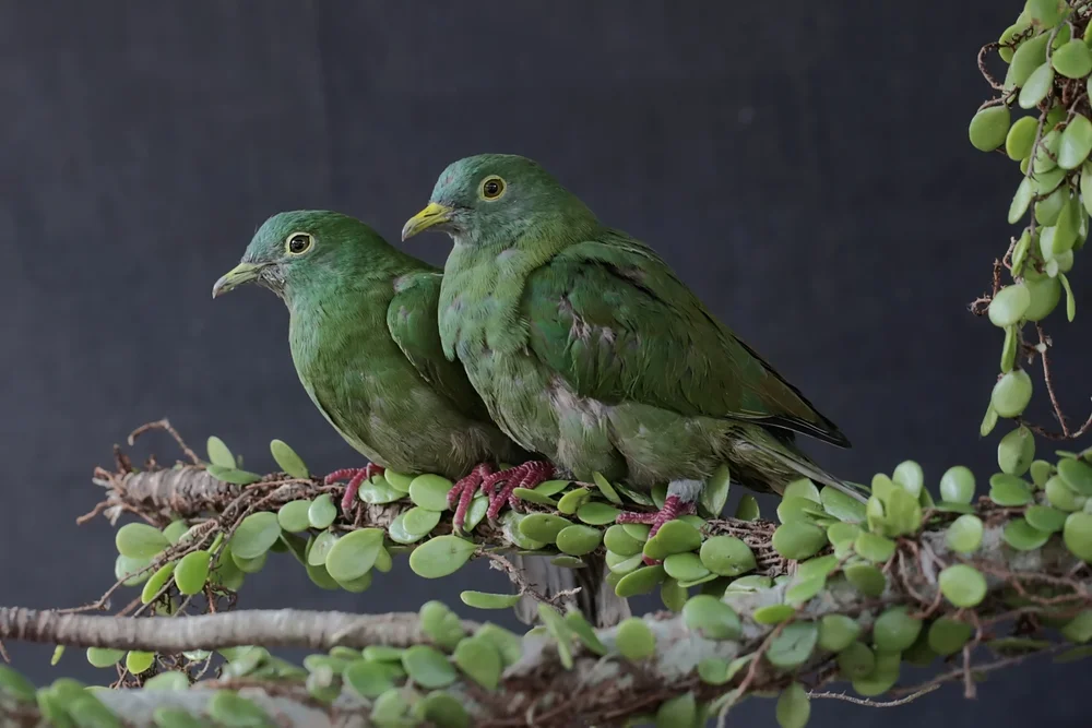 Schwarzflecken-Fruchttaube (Ptilinopus marchei)