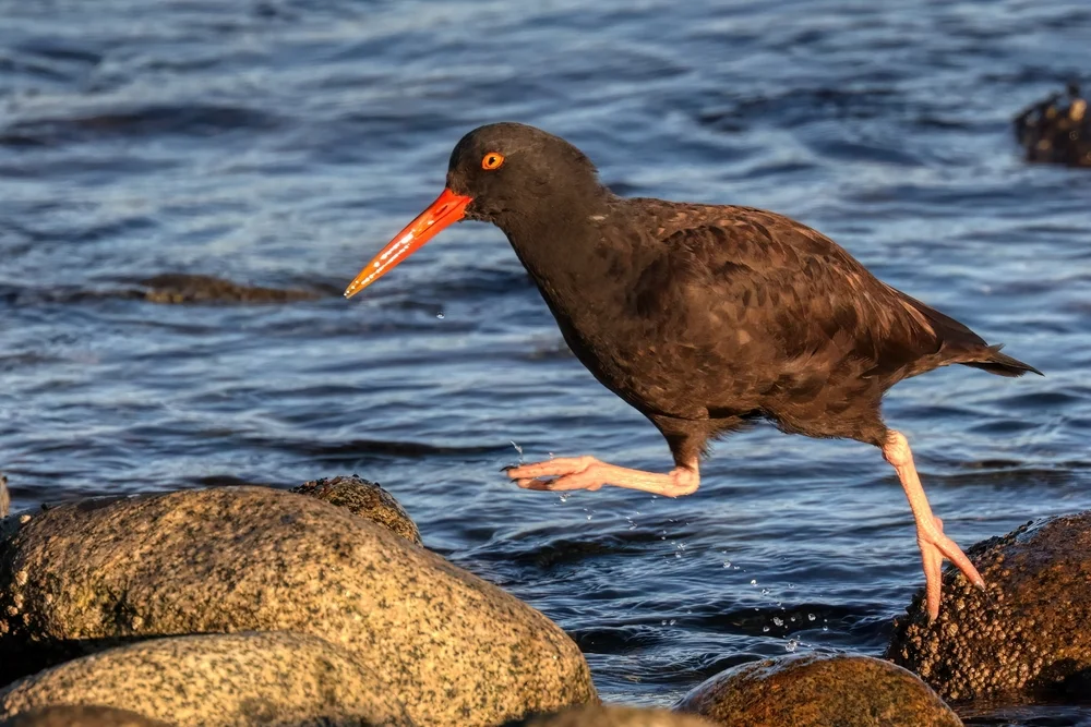 Schwarzflügel-Austernfischer (Haematopus bachmani)