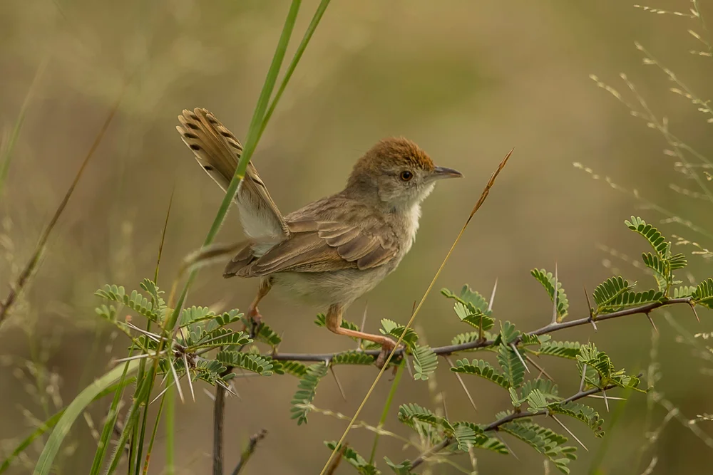 Schwarzflügel-Cistensänger (Cisticola lateralis)