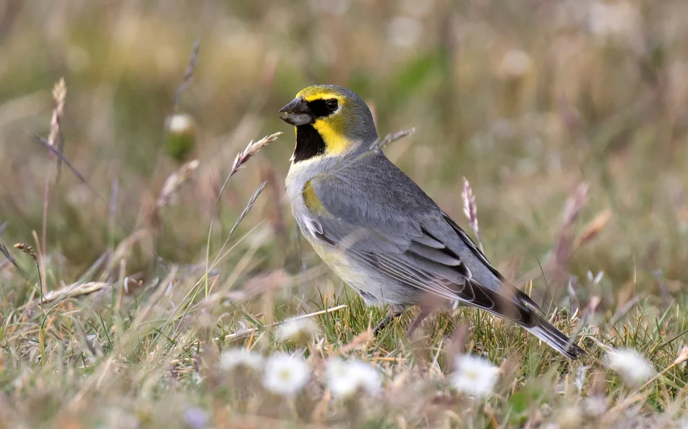 Schwarzflügel-Pirol (Melanodera melanodera)