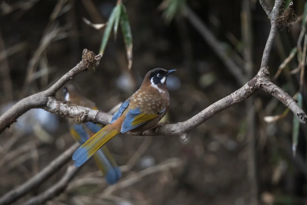Schwarzflügel-Schuppentimalie (Trochalopteron affine)