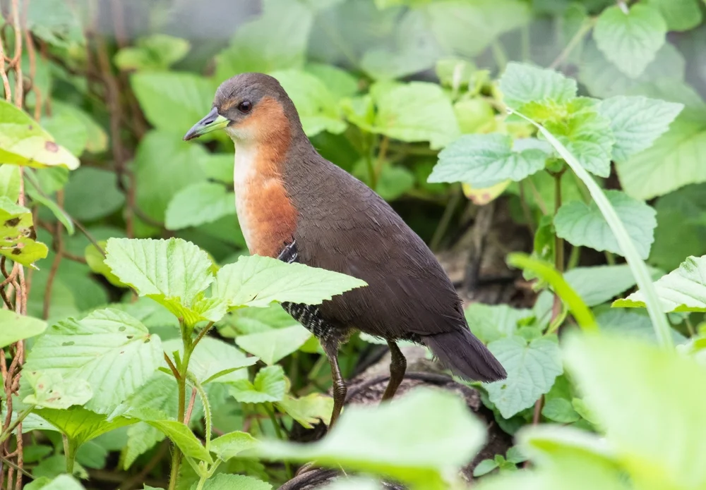 Schwarzflügel-Sumpfhuhn (Laterallus melanophaius)
