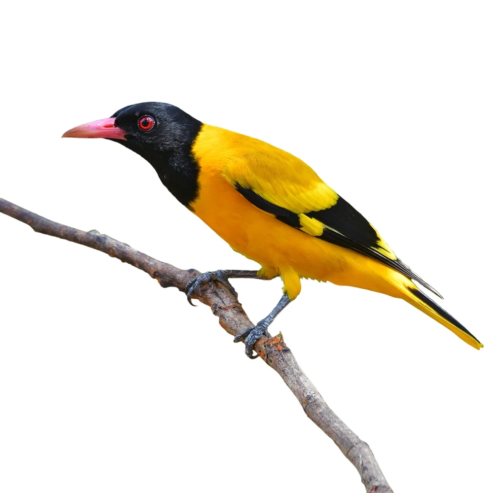 Schwarzflügelpirol (Oriolus nigripennis)