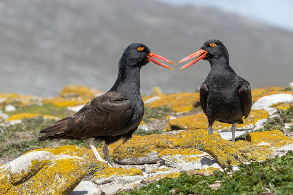 Schwarzflügelscharbe (Haematopus ater)