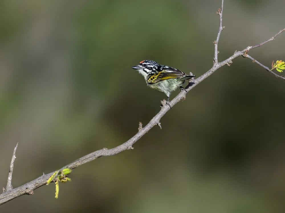 Schwarzgelber Bartvogel (Pogoniulus atroflavus)
