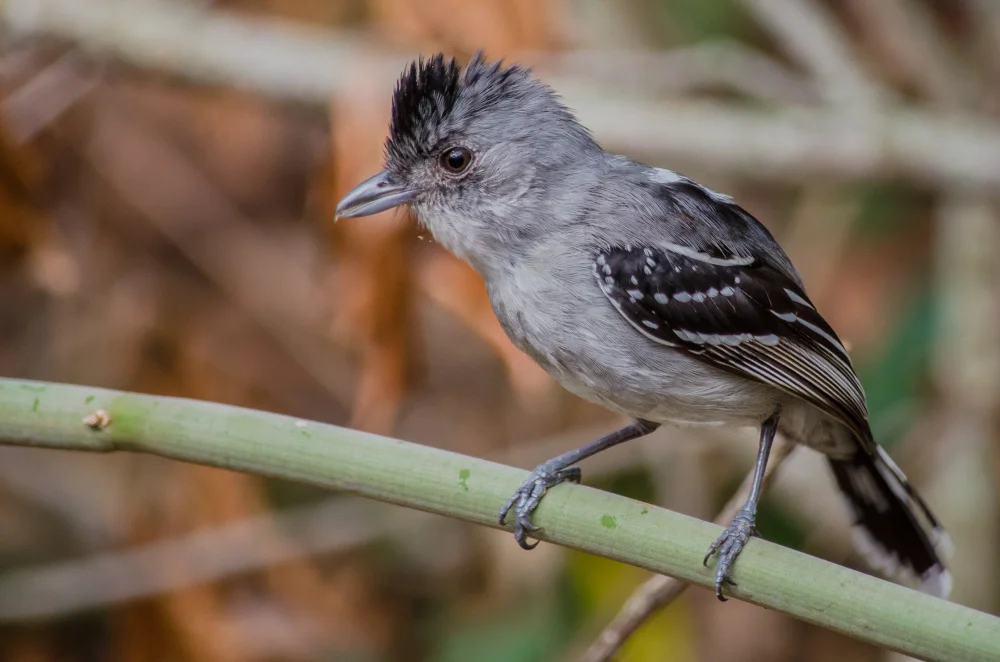 Schwarzgenickter Ameisenschlüpfer (Thamnophilus aroyae)