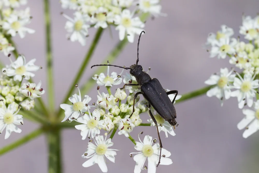Anastrangalia,Dubia,Var.,Chamomillae,-,Schwarzgesã¤umter,Schmalbock,,Germany,,Imago