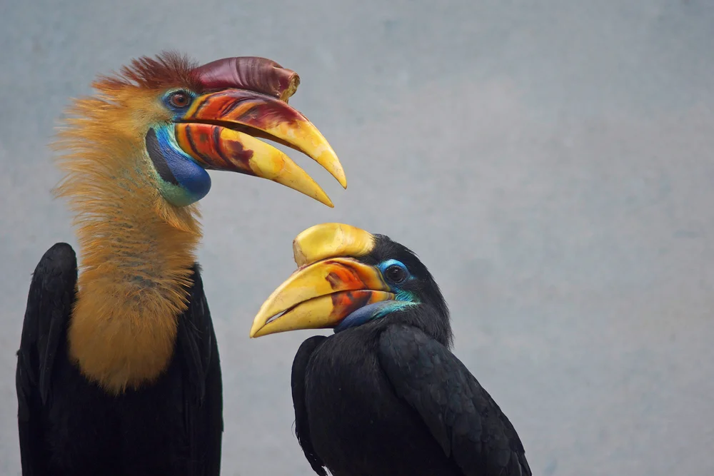 Schwarzgesicht-Hornvogel (Penelopides exarhatus)