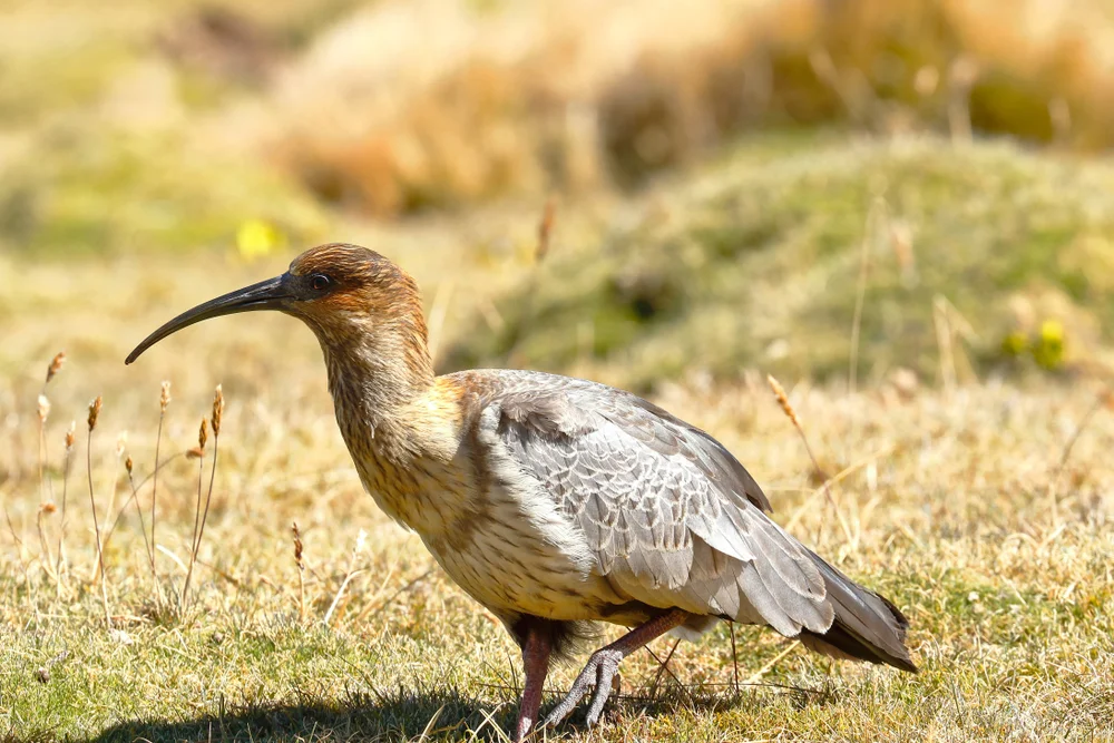 Schwarzgesicht-Lappenibis (Theristicus melanopis)