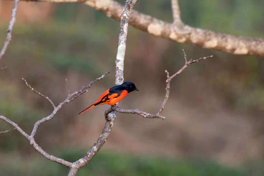 Schwarzgesicht-Minivett (Pericrocotus speciosus)