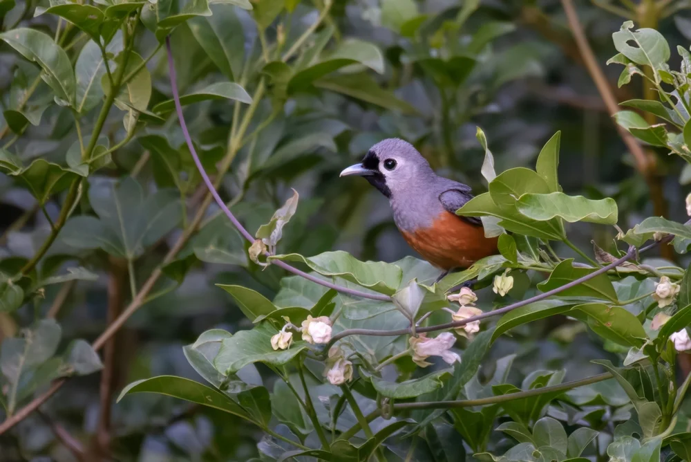 Schwarzgesicht-Monarch (Monarcha melanopsis)
