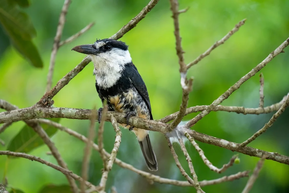 Schwarzgesicht-Nasenbär (Notharchus swainsoni)
