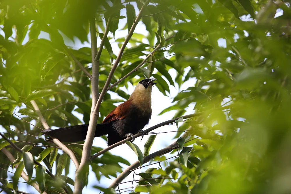 Schwarzgesicht-Schopfkuckuck (Centropus melanops)