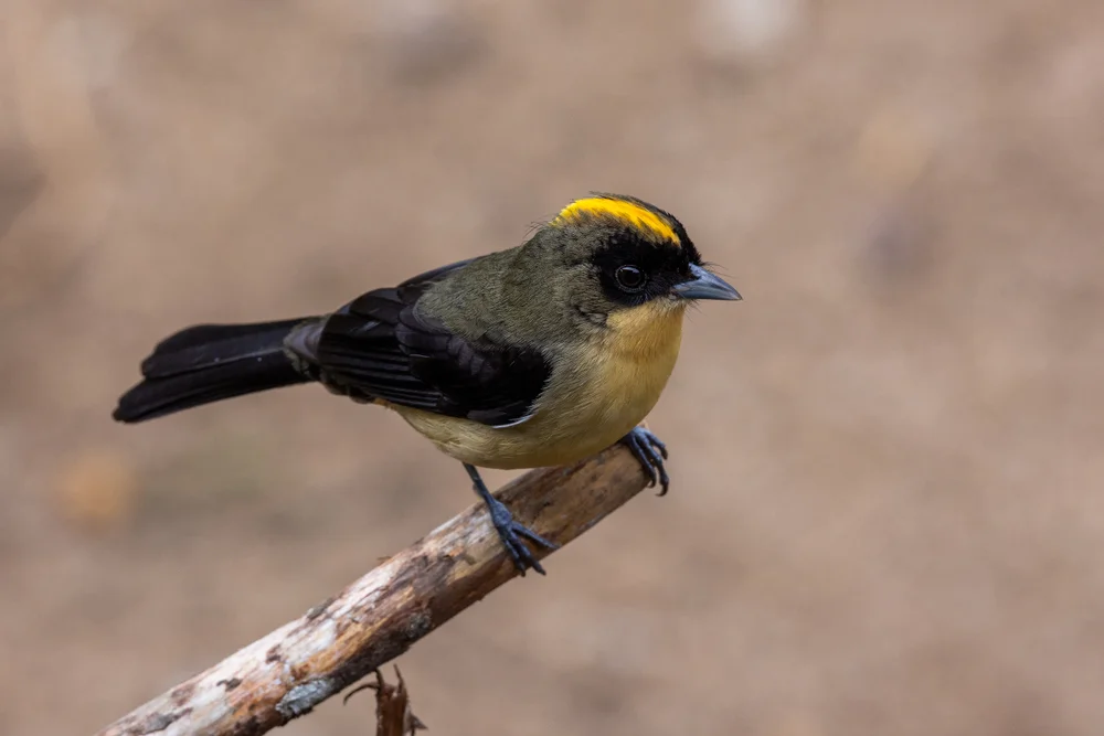 Schwarzgesicht-Tangare (Trichothraupis melanops)