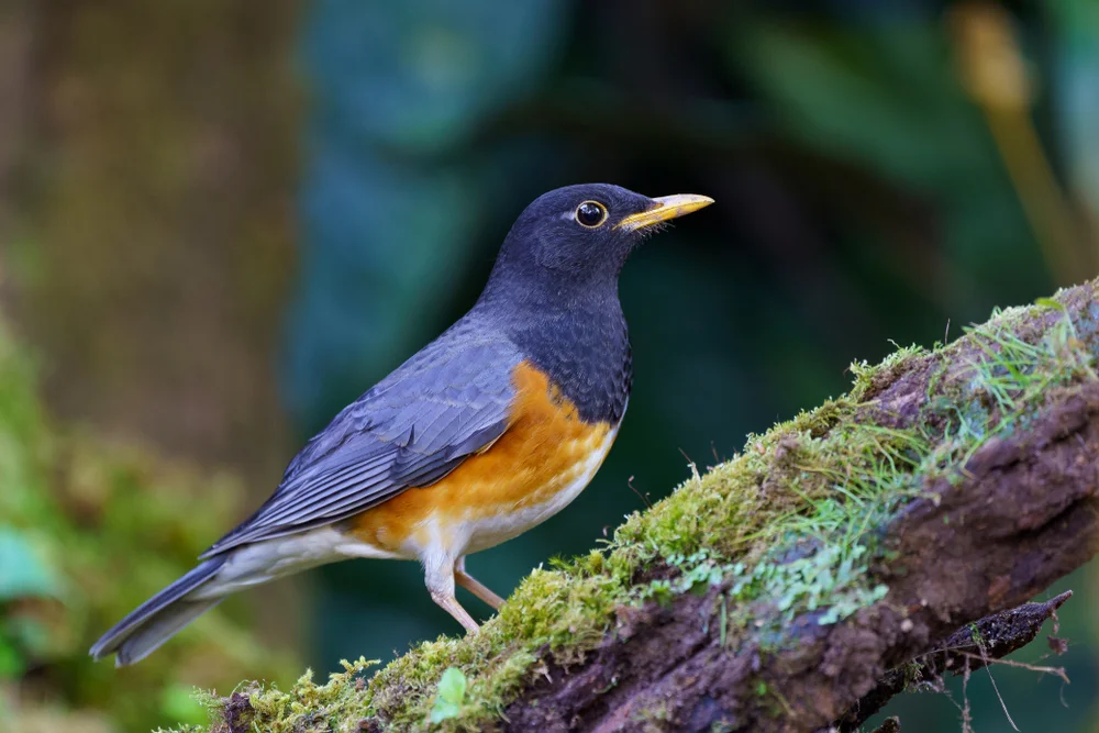 Schwarzgesichtdrossel (Turdus dissimilis)