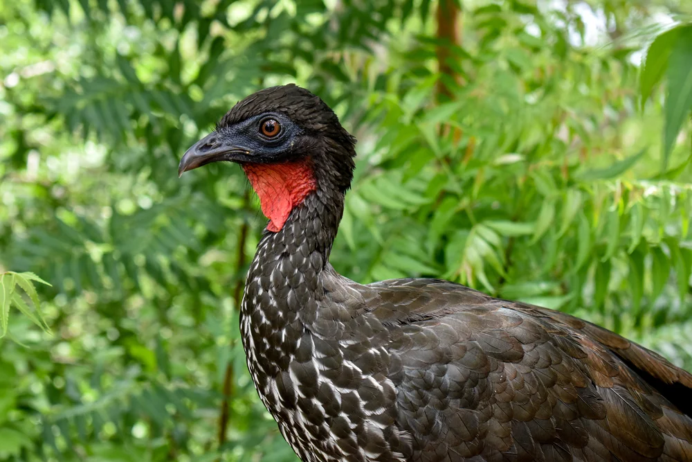 Schwarzgesichtguan (Penelope jacquacu)