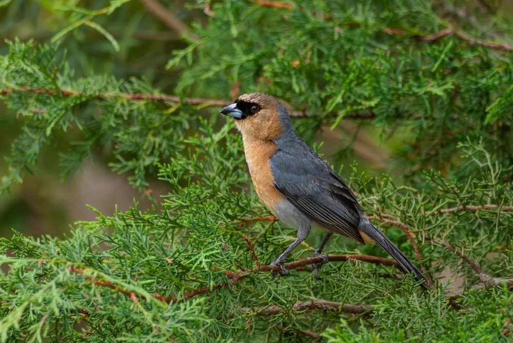 Schwarzgesichts-Ameisenpitta (Schistochlamys ruficapillus)