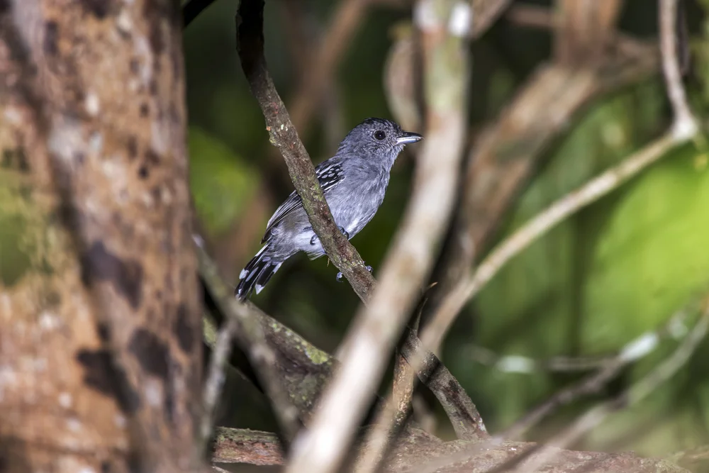 Schwarzgrauer Ameisenschlüpfer (Thamnophilus nigrocinereus)