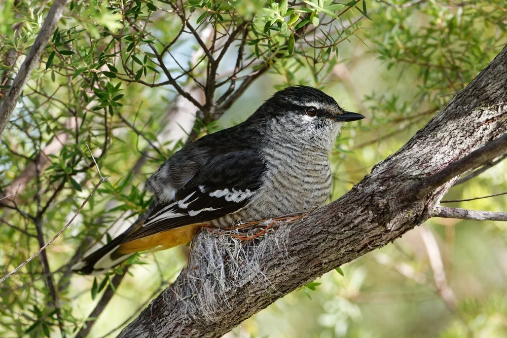 Schwarzgrüner Trugdrosselschwanz (Lalage atrovirens)
