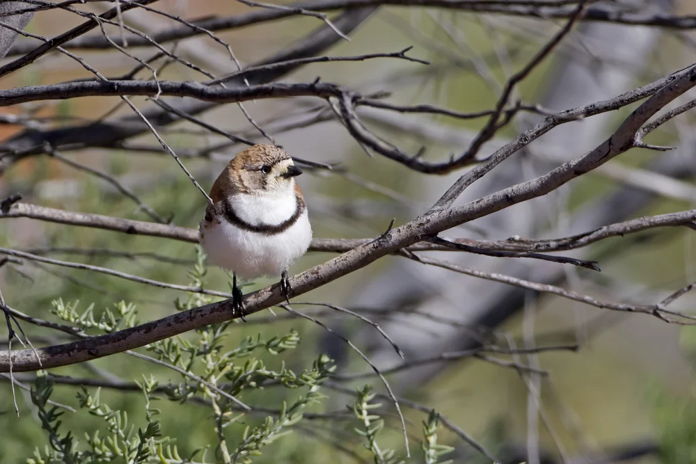 Schwarzgürtel-Brillenvogel (Aphelocephala nigricincta)