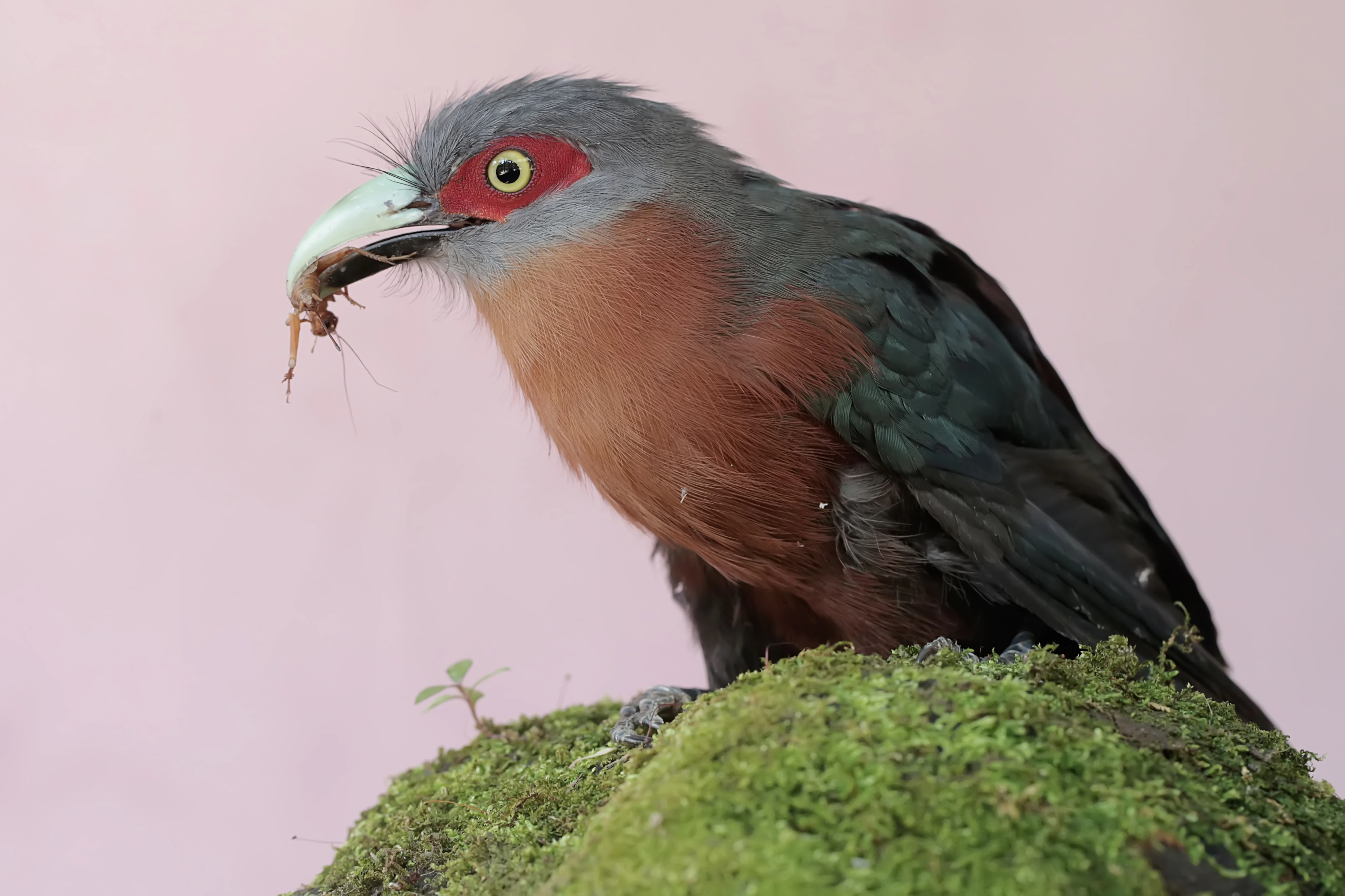 Schwarzhäher (Phaenicophaeus diardi)