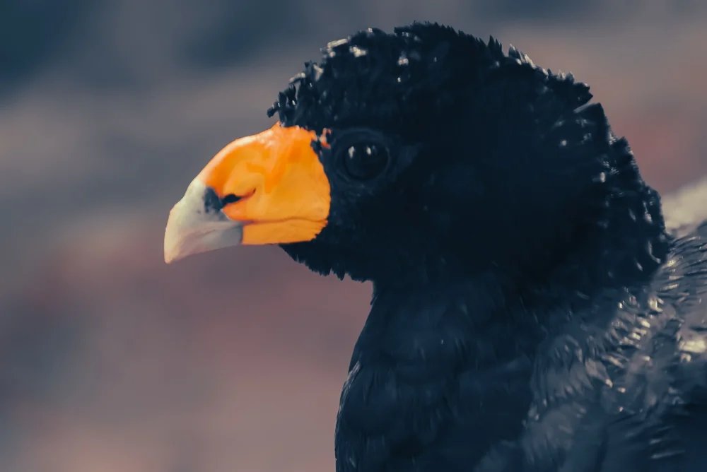 Schwarzhals-Hockoko (Crax alector)